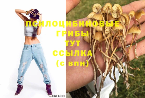 хмурый Аркадак